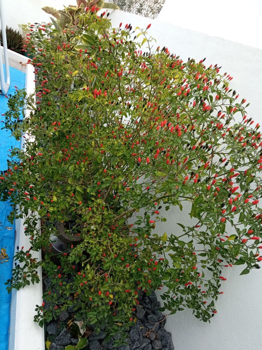 Planto e vendo malagueta picante