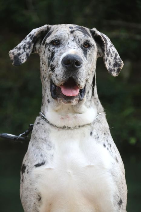 Dogue Alemão Merle e preto