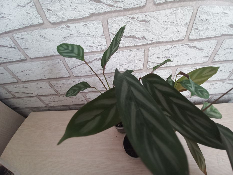 Калатея (метро Берестейська)