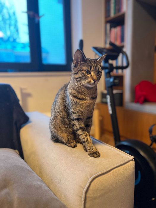 Kotka srebrna bura 8 miesięcy