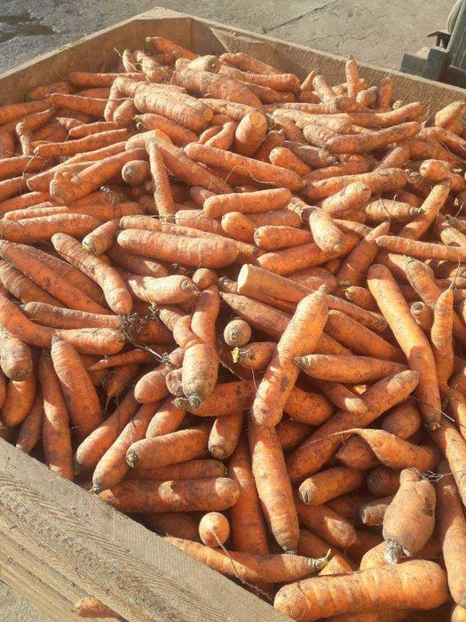 Marchew drobna paszowa odpadowa