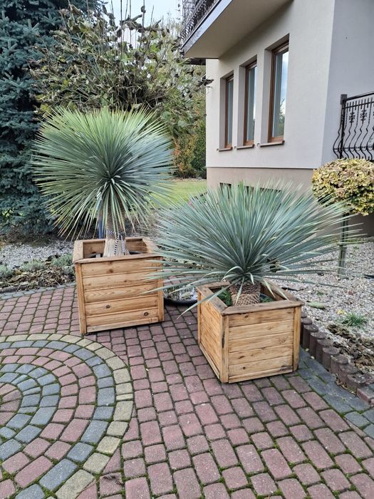 Yucca Rostrata juka roślina egzotyczna Palma mrozoodporna Trachycarpus