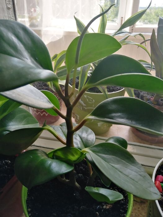 Паперомия цветок молодой