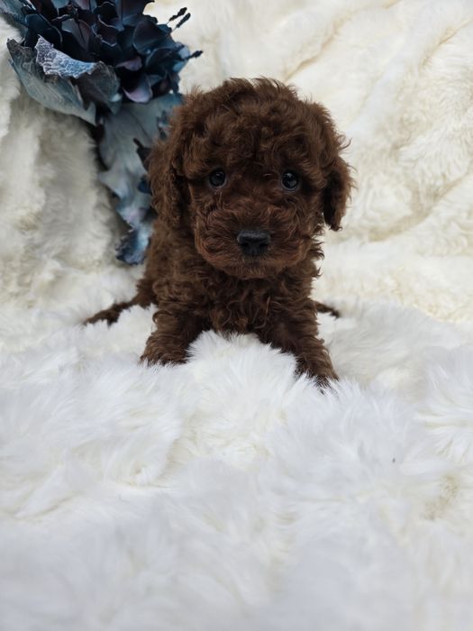 Pudel miniaturowy miniatura piesek badania genetyczne  rodziców