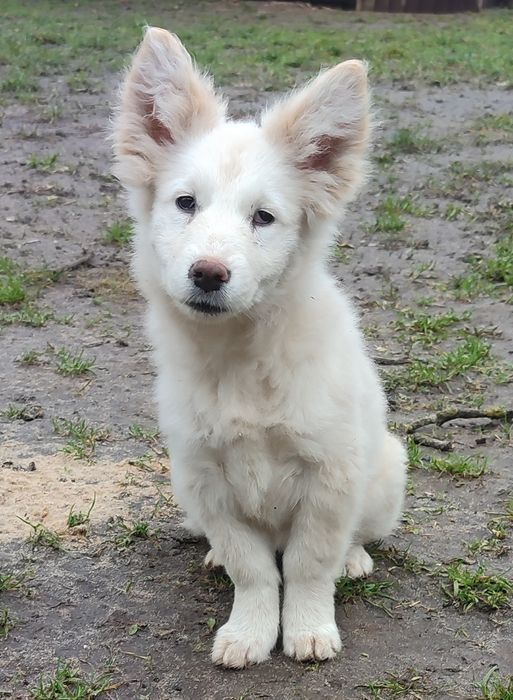 Цуценя дівчинка в добрі руки