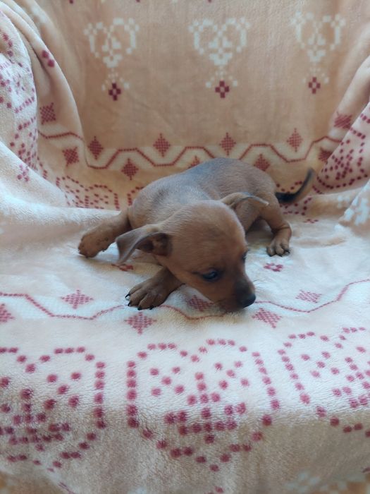 Cachorrinho pincher castanho