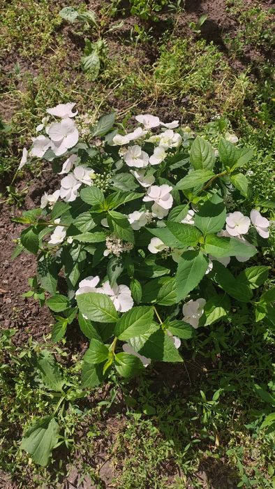 Гортензія ампельна"Runaway Bride" 4річ.