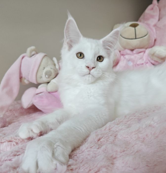 WIBO biały kocurek Maine Coon