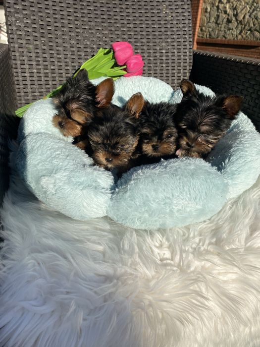 Міні цуцики породисті