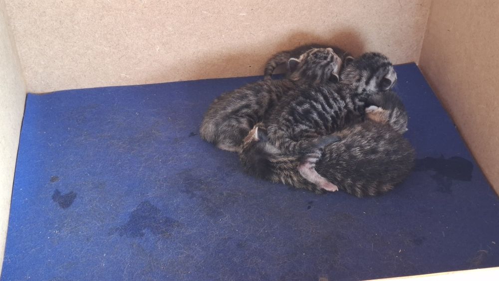 Dá-se gatinhos nascidos em Abril 2026