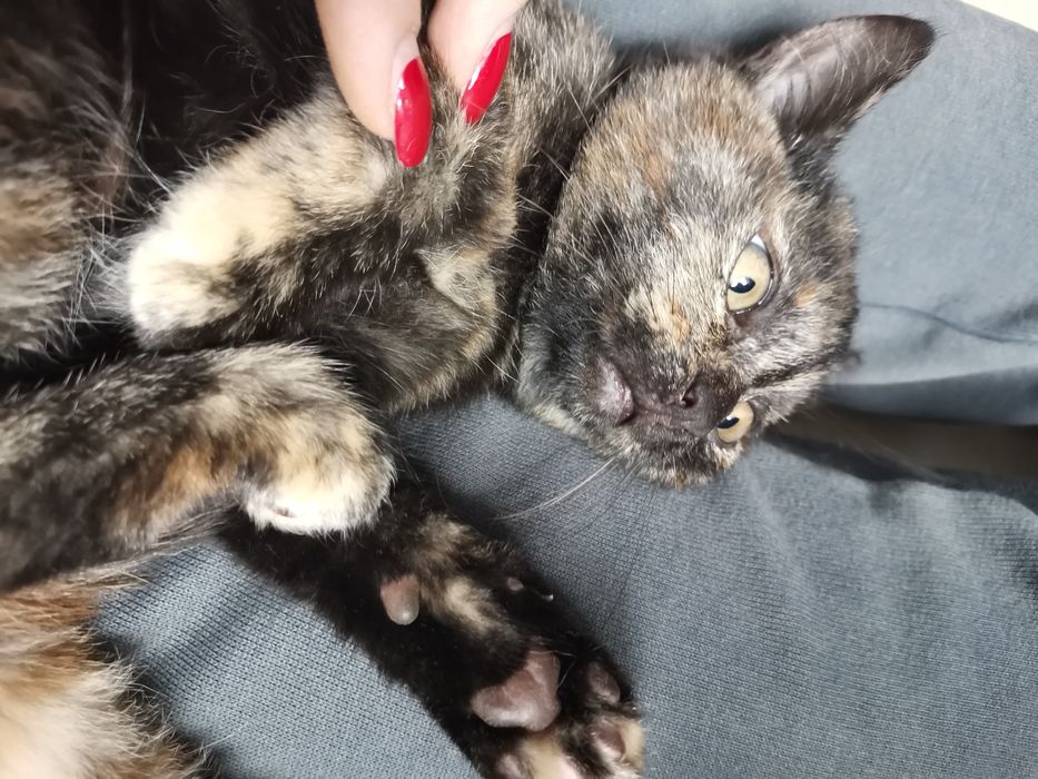 Киці шукають новий дім