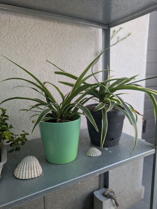 Planta aranha (clorofito)