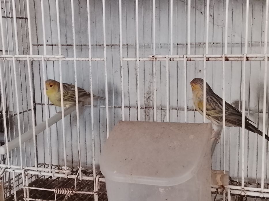 Canários várias raças