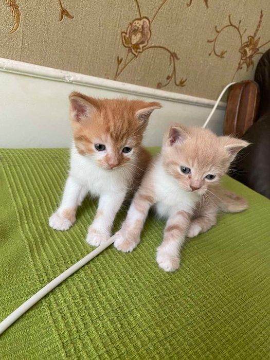 Віддамо кошенят хлопчиків в добрі руки