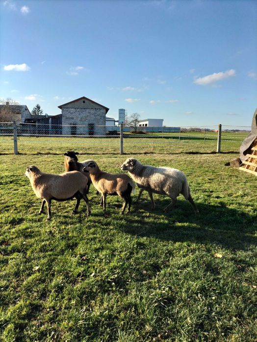 Sprzedam owce kameruńskie