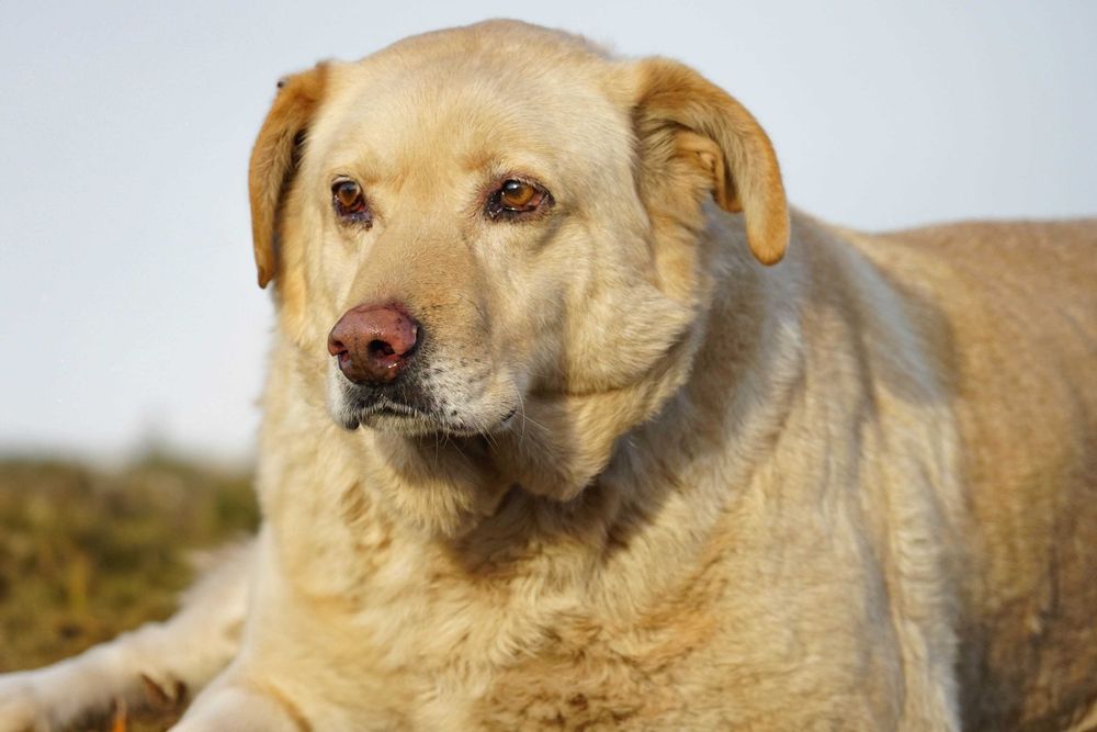BINIO - śliczny strszy psiak w typie labrador