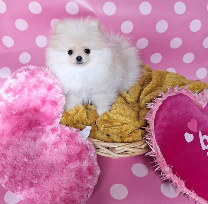 Szpic pomeranian suczka dziewczynka