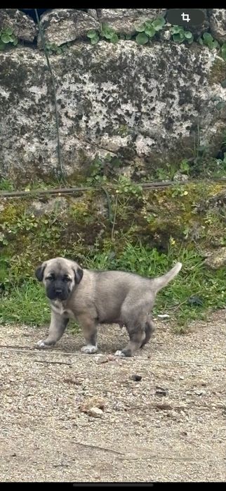 Cao raça kangal puros