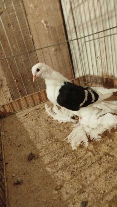 Gołębie saksońskie