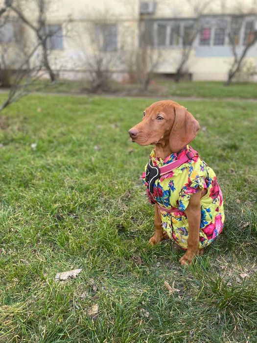 Гладкошерста дівчинка з  бездоганним екстер'єром
