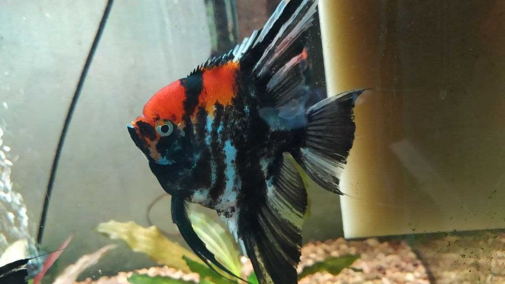 Скалярії  (angel fish)