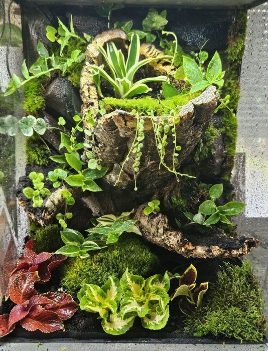 Gekon orzęsiony terrarium tropikalne 40x40x60