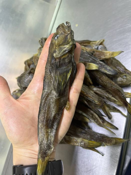 Продам вялену рибу.