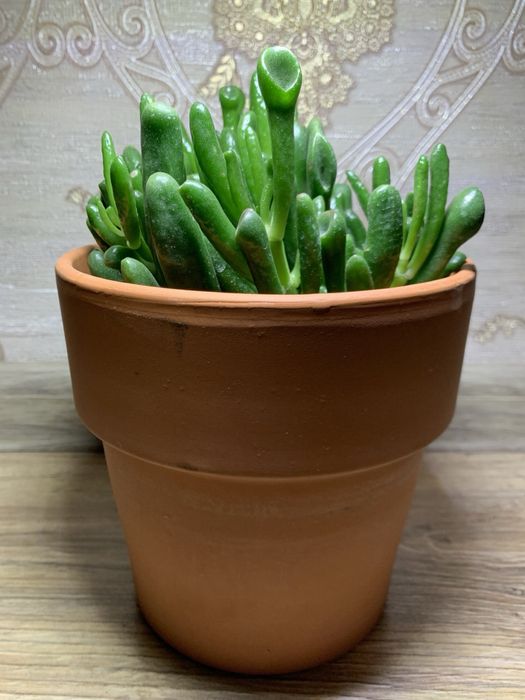 Красула Хоббіт /  Hobbit