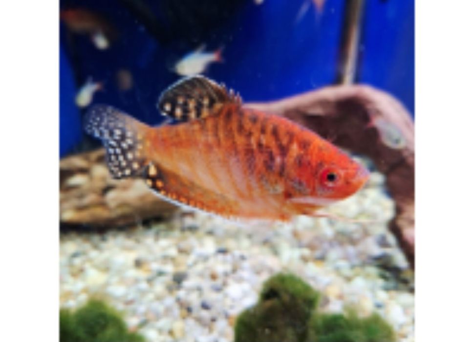 Guramin Czerwony Samiec