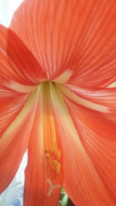 Гипиаструм