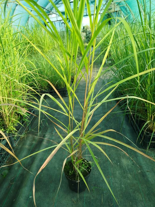 Trawa Miskant chiński Ghana