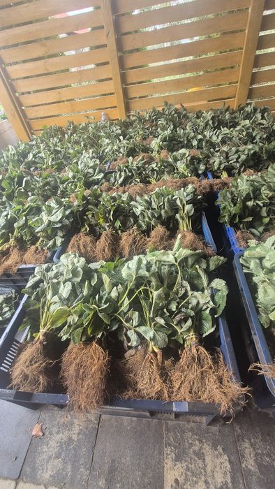 Szkółka sadzonek truskawek