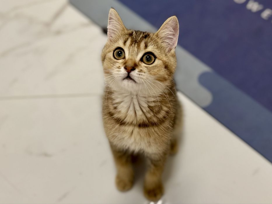 Шотландське кошеня золота шиншила .