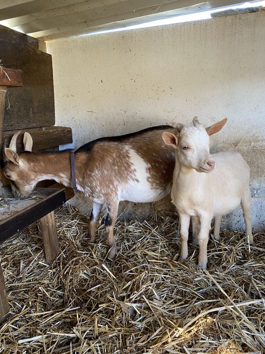 Cabra fêmea já pariu duas vezes