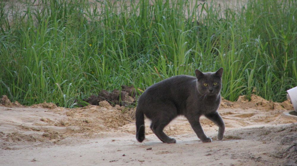 Загубився кіт, окрас сірий, димчастий Київ, вул. Вірменська