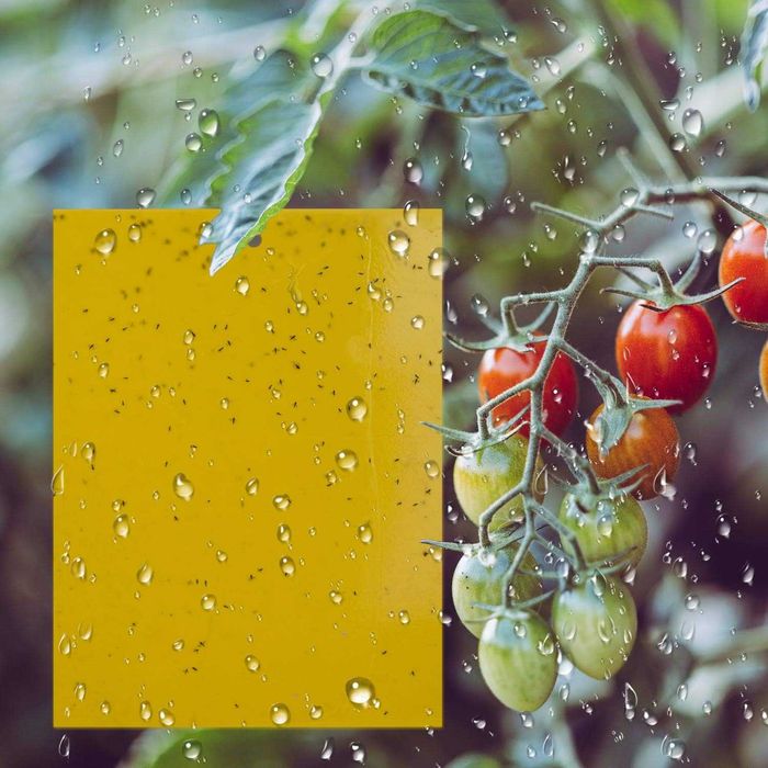 20x Mocne żółte lepy do doniczek ziemiórki na mszyce 10x15cm