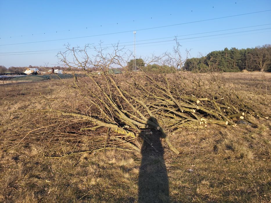 Oddam gałęzie za darmo