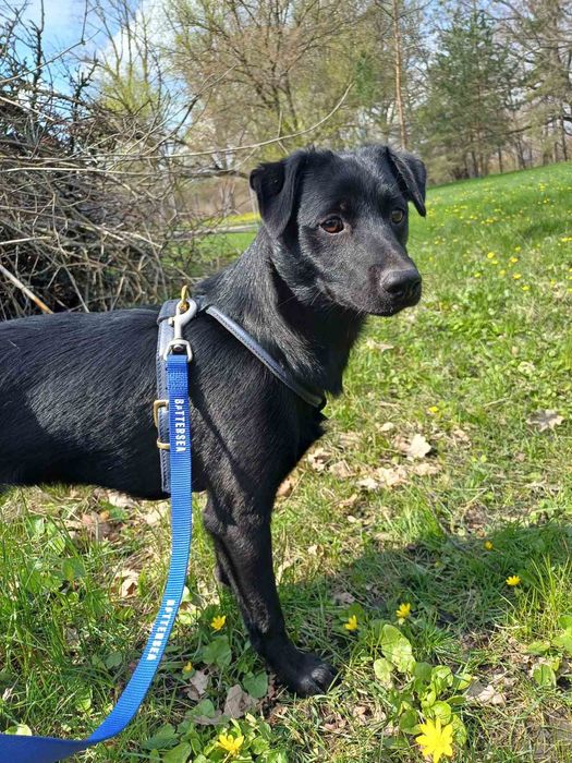 Маленький Еней шукає дім