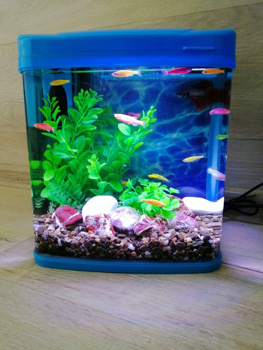 Акваріумний набір з рибками 7л | Безкоштовна доставка під ключ