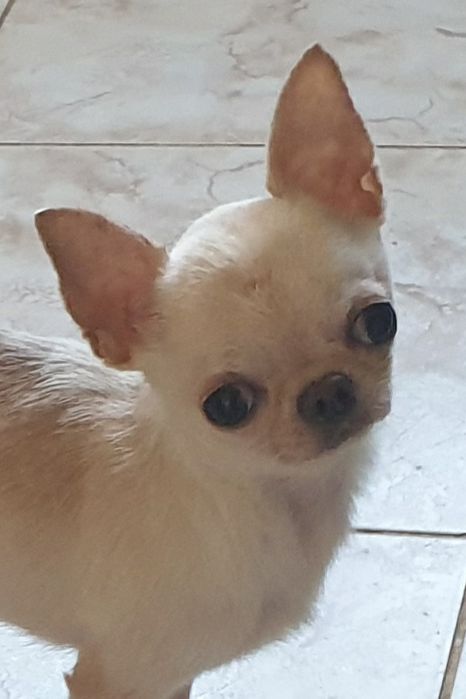 Бебби фейс мини чихуахуа вязка