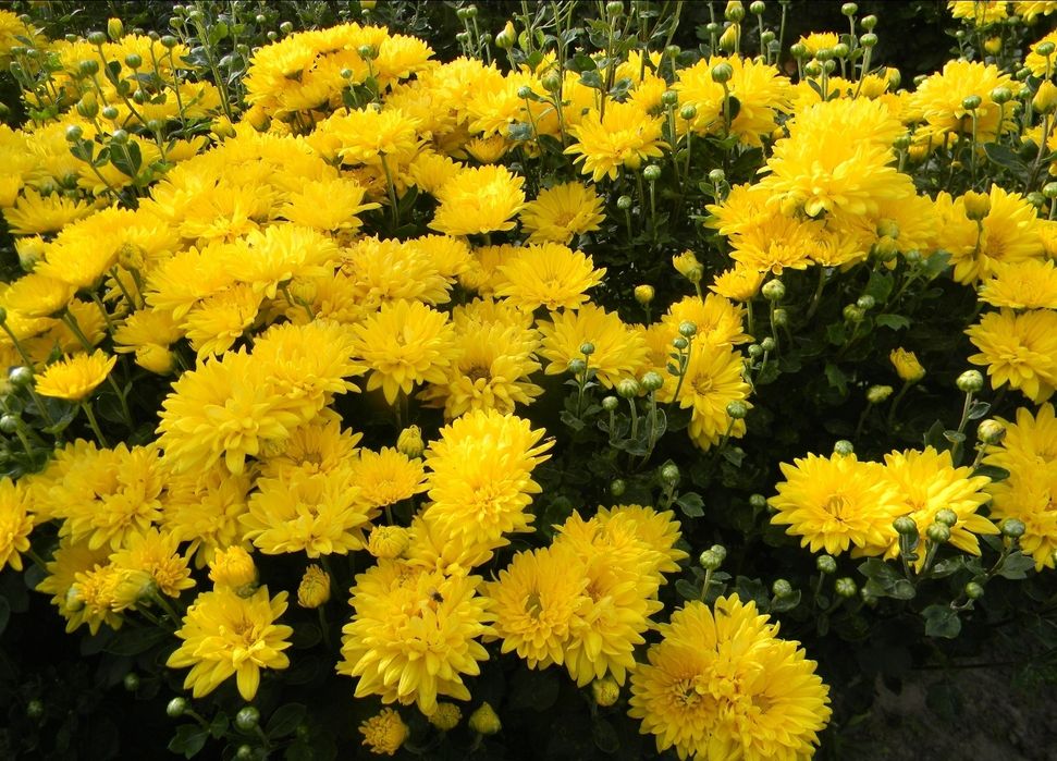 Великоквіткові хризантеми