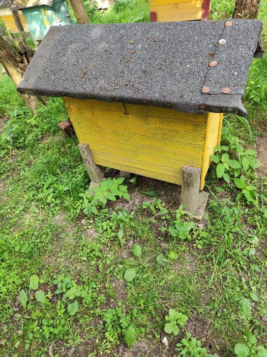 Ule warszawskie zwykłe