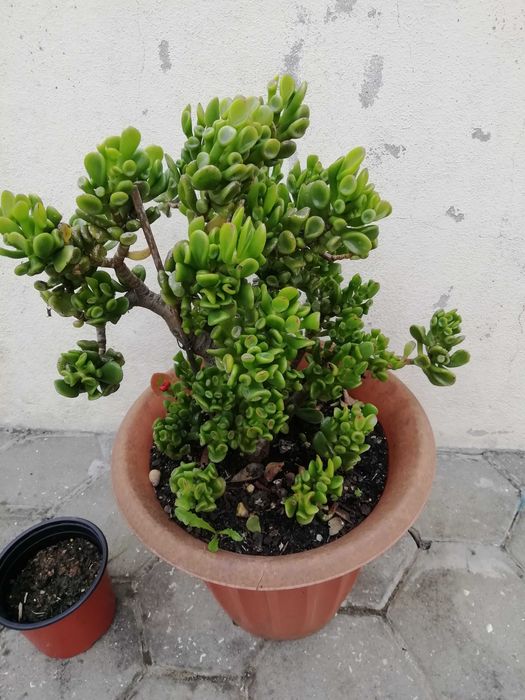 Suculenta em vaso