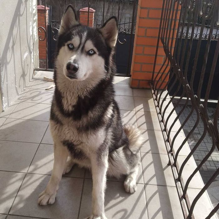 Кабель хаски, для вязки