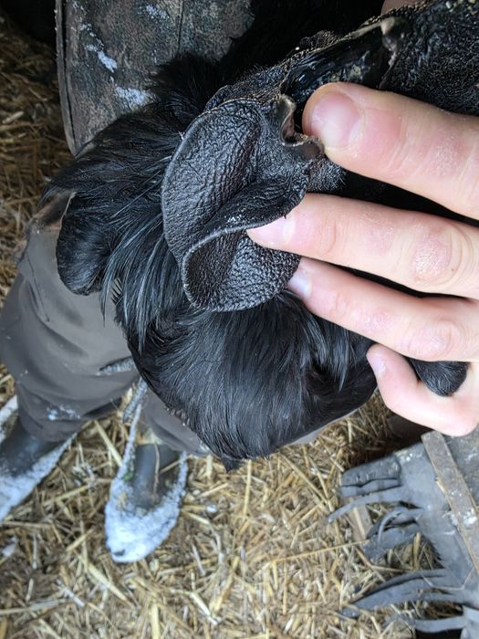 Ayam Cemani  jaja lęgowe