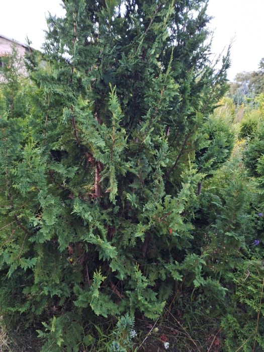 Thuja kolumnowa żywopłot
