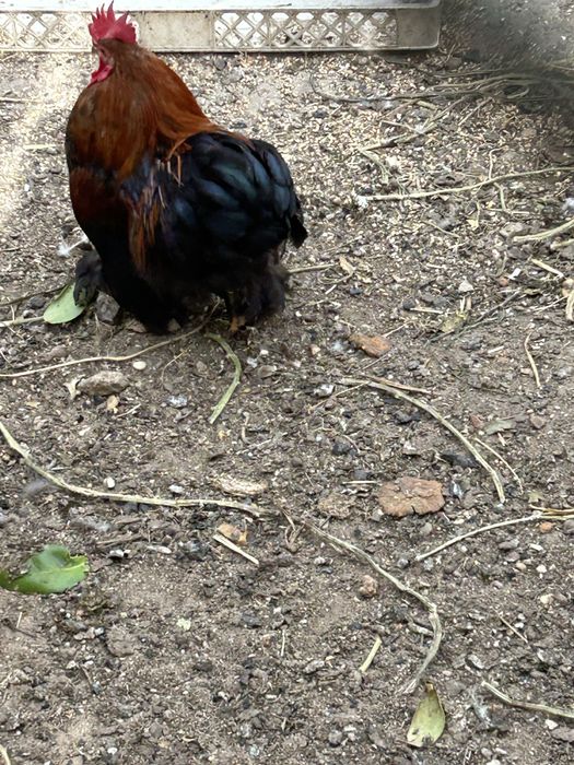 Galo Pekin…………..