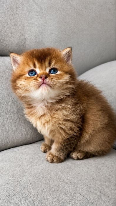 шотландские котята шотландський котик