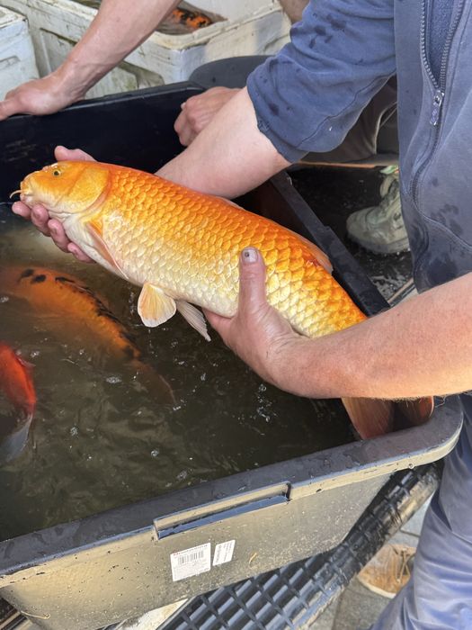 Karp Koi, gigantyczne egzemplarze - hodowla