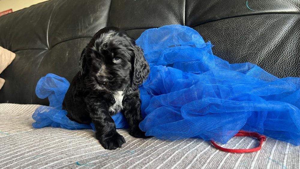 Cocker spaniel inglês